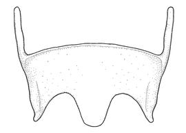   Anthidium atrifrons  male, diagram showing ventral view of sixth sternum (S6), diagram from Gonzalez and Griswold 2013 
